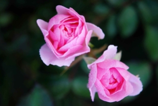 roses-flower-nature-macro-87407